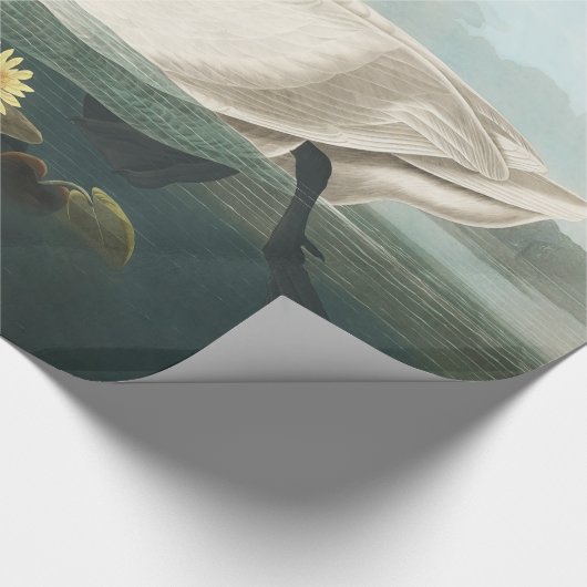 zwanenvogel witwaterzwanen cadeaupapier (Hoek)