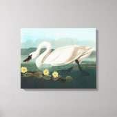 zwanenvogel witwaterzwanen canvas afdruk (Voorkant)
