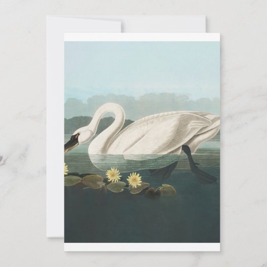 zwanenvogel witwaterzwanen kaart (Achterkant)