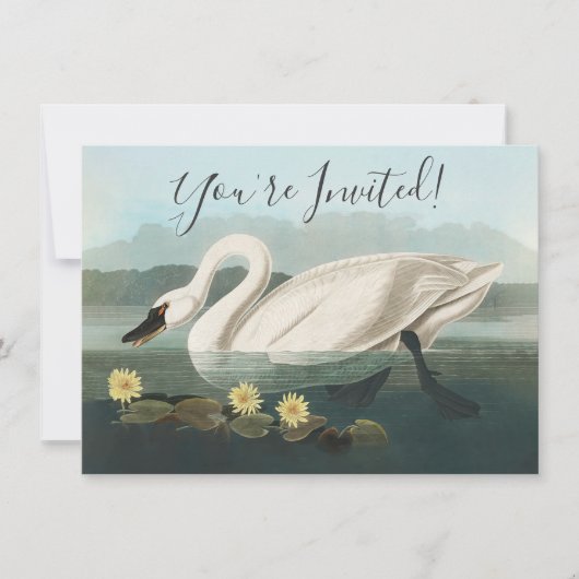 zwanenvogel witwaterzwanen kaart (Voorkant)