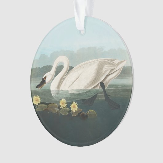 zwanenvogel witwaterzwanen ornament (voorkant)
