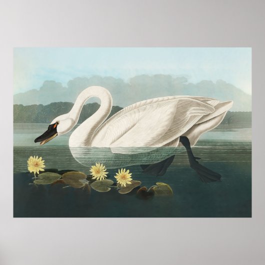 zwanenvogel witwaterzwanen poster (Voorkant)