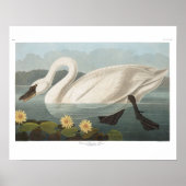 zwanenvogel witwaterzwanen poster (Voorkant)