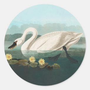 zwanenvogel witwaterzwanen ronde sticker