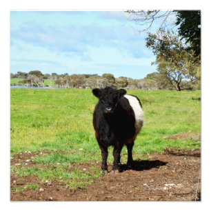 Zwanger Vrouw Belted Galloway Koe, Foto Afdruk