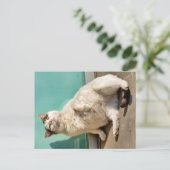 Zwangere kat  briefkaart (Staand voorkant)