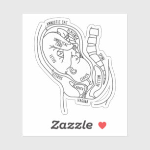Zwangerschap Anatomie, foetus in utero, vroedvrouw Sticker