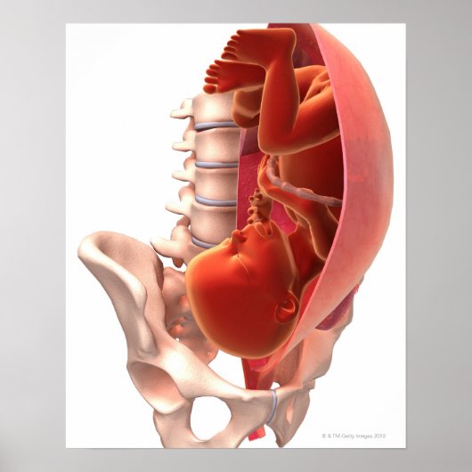 Zwangerschap Poster (Voorkant)