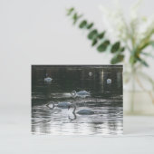 Zwangvoeding, Roath Park Lake, Cardiff Briefkaart (Staand voorkant)