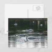 Zwangvoeding, Roath Park Lake, Cardiff Briefkaart (Voorkant / Achterkant)