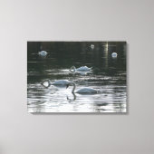 Zwangvoeding, Roath Park Lake, Cardiff Canvas Afdruk (Voorkant)