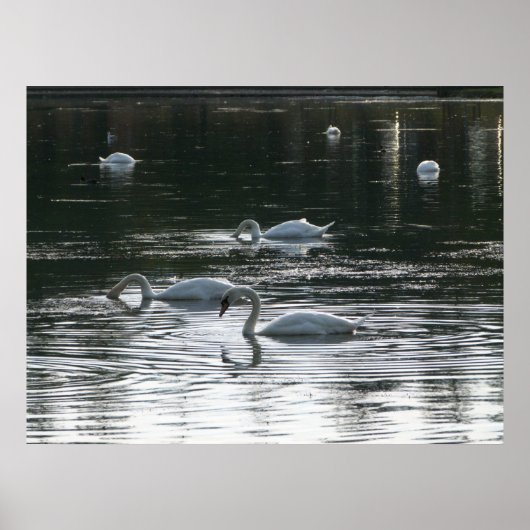 Zwangvoeding, Roath Park Lake, Cardiff Poster (Voorkant)