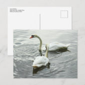 Zwangvoeding. Roath Park Lake, Cardiff, Wales Briefkaart (Voorkant / Achterkant)