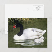 Zwangwesp in zwart-wit en cygnets in water. briefkaart (Voorkant / Achterkant)
