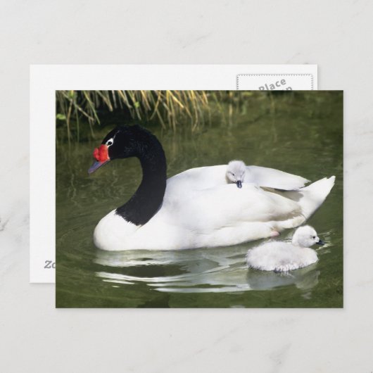 Zwangwesp in zwart-wit en cygnets in water. briefkaart (Voorkant / Achterkant)