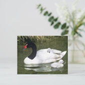Zwangwesp in zwart-wit en cygnets in water. briefkaart (Staand voorkant)