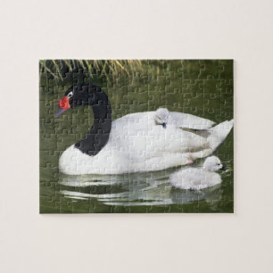Zwangwesp in zwart-wit en cygnets in water. legpuzzel