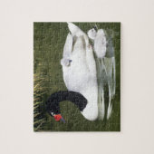 Zwangwesp in zwart-wit en cygnets in water. legpuzzel (Verticaal)