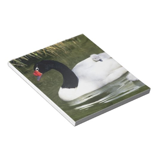 Zwangwesp in zwart-wit en cygnets in water. notitieblok (Schuin)