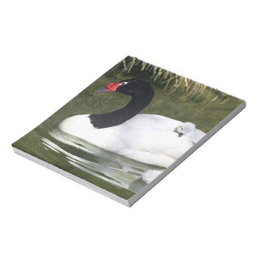 Zwangwesp in zwart-wit en cygnets in water. notitieblok (Linkerzijde)