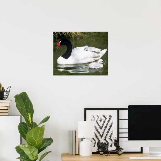 Zwangwesp in zwart-wit en cygnets in water. poster (Thuiskantoor)