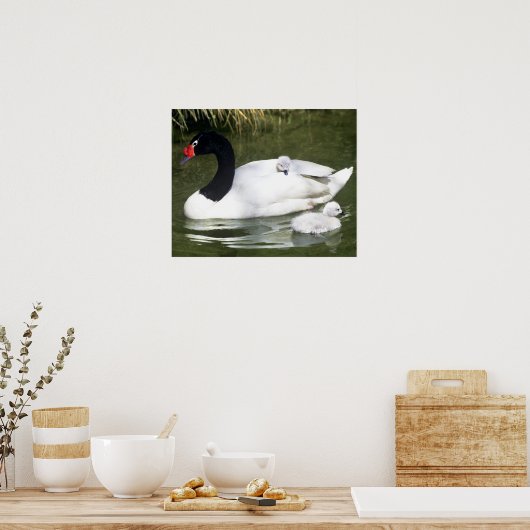Zwangwesp in zwart-wit en cygnets in water. poster (Keuken)
