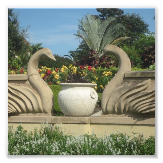 Zwans Bewakende Hollis Gardens op een Foto Afdruk (Voorkant)