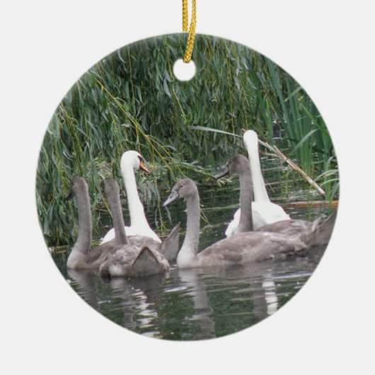 Zwans en Cygnets Ornament (Voorkant)