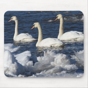 Zwans in de rivier de Icey Muismat