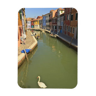 Zwans in kanaal, Buraneiland, Venetië, Italië Magneet