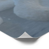 Zwans in Morning Fog (Cygnus buccinator) Poster (Hoek)