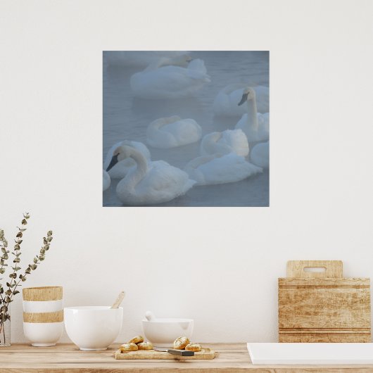 Zwans in Morning Fog (Cygnus buccinator) Poster (Keuken)