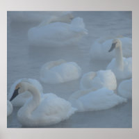 Zwans in Morning Fog (Cygnus buccinator)