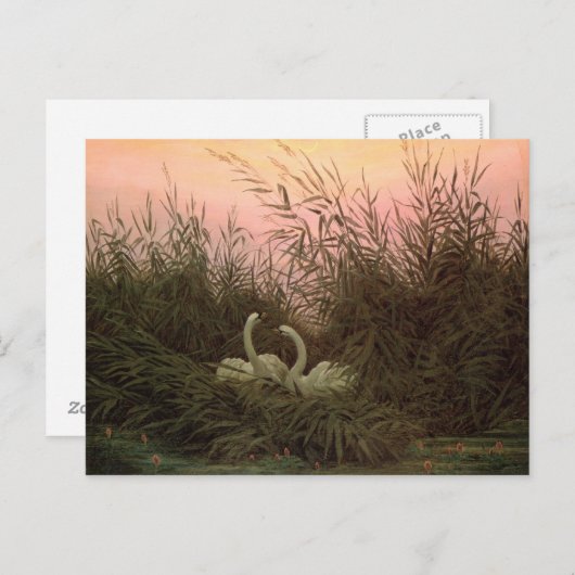 Zwans in the Reeds, c.1820 Briefkaart (Voorkant / Achterkant)