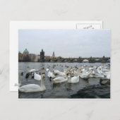 Zwans op de banken van de Charles Bridge Briefkaart (Voorkant / Achterkant)