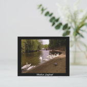 Zwans op de Theems in Windsor Briefkaart (Staand voorkant)