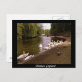 Zwans op de Theems in Windsor Briefkaart (Voorkant / Achterkant)