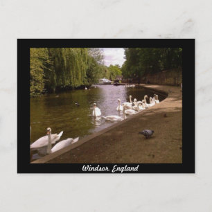 Zwans op de Theems in Windsor Briefkaart