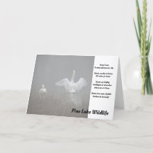 Zwans op het Pijnmeer