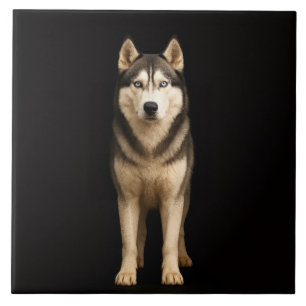 Zwarte 4 Luxe-tegel met Icy Elite Husky Tegeltje