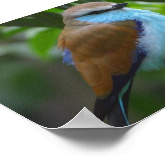 ZWARE BLAUWE BLAUWE WITTE ZWARTE ADORAB POSTER (Hoek)