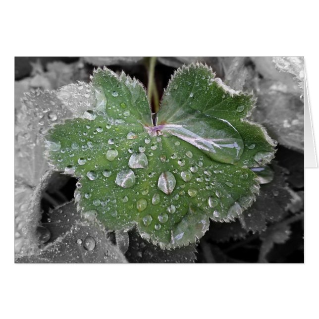 zware regenval (Voorkant Horizontaal)