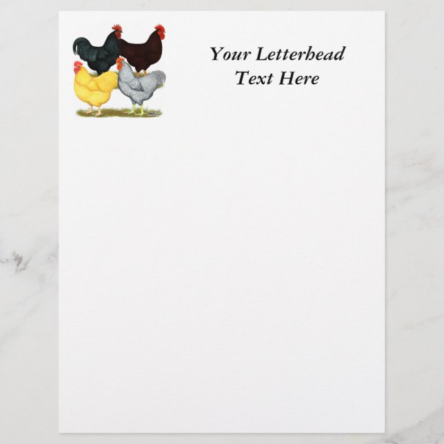 Zware rooster Chicken Quartet (Voorkant)