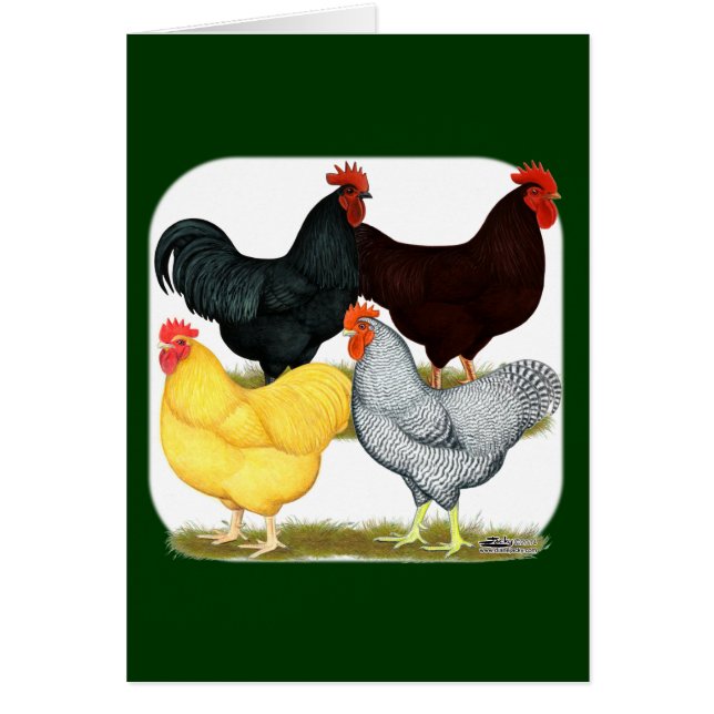 Zware rooster Chicken Quartet (Voorkant)