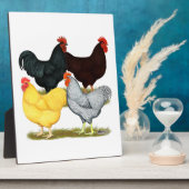 Zware rooster Chicken Quartet Fotoplaat (Zijkant)