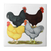 Zware rooster Chicken Quartet Tegeltje (Voorkant)