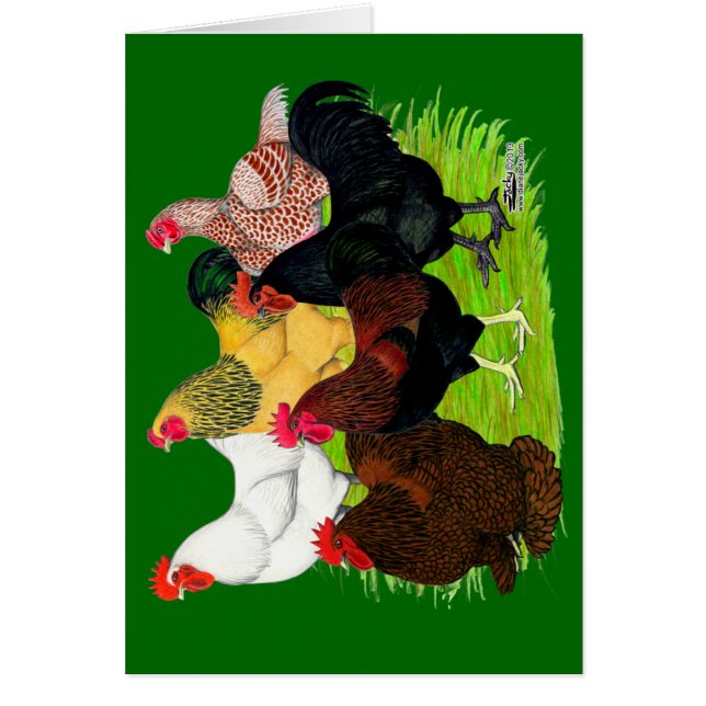 Zware Rooster-evaluatie (Voorkant)