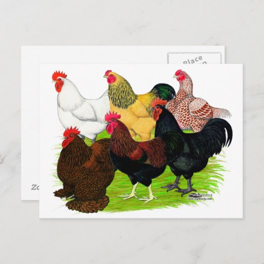 Zware Rooster-evaluatie Briefkaart (Voorkant / Achterkant)