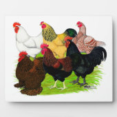 Zware Rooster-evaluatie Fotoplaat (Voorkant)