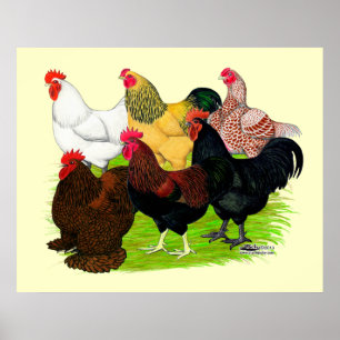 Zware Rooster-evaluatie Poster